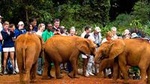 Nairobi-Half-Day Tour to David Sheldrick Elephant Orphanage