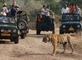 Ranthambore National Park - A Two Night Wildlife Adventure From Jaipur By Private Transfer