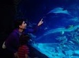 SEA LIFE Blackpool Admission Ticket