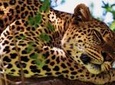 Yala Safari Experience