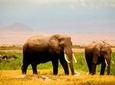3-Day Amboseli safari from Nairobi