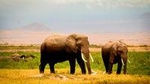 3-Day Amboseli safari from Nairobi