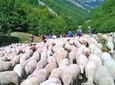 A day with the shepherd milking sheeps and making cheese in the National Park of Abruzzo