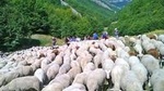 A day with the shepherd milking sheeps and making cheese in the National Park of Abruzzo