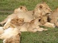 Africa Safari for Group of 4 in Kenya - Budget Masai Mara National Reserve in 3 days