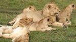 Africa Safari for Group of 4 in Kenya - Budget Masai Mara National Reserve in 3 days