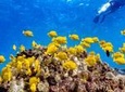 Beach Snorkel - Sea Turtle and Black Sand Lagoon