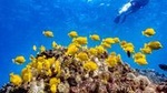 Beach Snorkel - Sea Turtle and Black Sand Lagoon