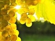 Blenheim Half day Wine Tour