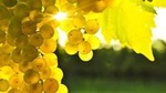 Blenheim Half day Wine Tour