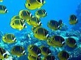 Boat Snorkel –Dolphin and Tropical Reef Rafting Adventure