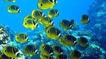 Boat Snorkel –Dolphin and Tropical Reef Rafting Adventure