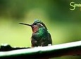 Canopy Zipline - Butterflies & Hummingbirds From Monteverde