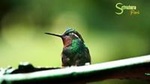 Canopy Zipline - Butterflies & Hummingbirds From Monteverde