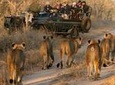 Aquila Safari Game Tour (Big 5)