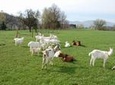 Czech Volcanic Mountains and Goat Farm Private Tour from Prague