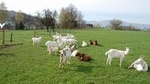 Czech Volcanic Mountains and Goat Farm Private Tour from Prague