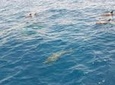 Dolphin House Snorkeling Day Cruise with Lunch from Hurghada