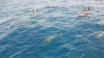 Dolphin House Snorkeling Day Cruise with Lunch from Hurghada