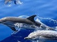 Dolphin Mini Cruise