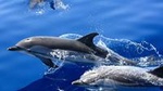 Dolphin Mini Cruise