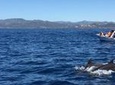 DOLPHINS WATCHING TOUR