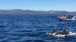 DOLPHINS WATCHING TOUR