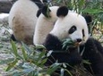 Giant Panda and Buddha 1 day tour