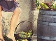 Grape stomping in Tuscan farmhouse from Siena