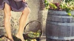 Grape stomping in Tuscan farmhouse from Siena