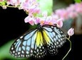 Kuala Lumpur Go Nature And Garden Private Tour
