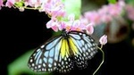 Kuala Lumpur Go Nature And Garden Private Tour