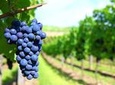Long Island Winery Tour