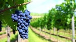 Long Island Winery Tour