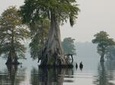 Manchac Swamp Kayak Small-Group Tour