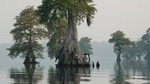 Manchac Swamp Kayak Small-Group Tour