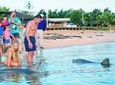 Monkey Mia Dolphins & Shark Bay Air Tour From Perth