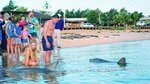 Monkey Mia Dolphins & Shark Bay Air Tour From Perth