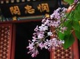 Private Beijing Tour to Fayuan Temple with Tea Tasting at Maliandao Tea Street