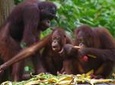 Private Full Day Sepilok Orang Utan, Bornean Sun Bear and Rainforest Discovery Center Tour