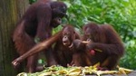 Private Full Day Sepilok Orang Utan, Bornean Sun Bear and Rainforest Discovery Center Tour