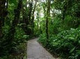 Walk in Santa Elena Cloud Forest Reserve