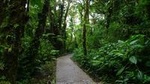 Walk in Santa Elena Cloud Forest Reserve