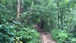 Trekking at the Monk Trail and Doi Suthep Temple Private Tour 