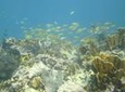 Try Scuba Diving