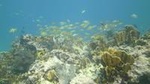 Try Scuba Diving