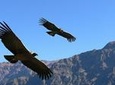 2 days Colca Canyon tour from Arequipa