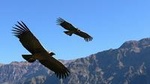 2 days Colca Canyon tour from Arequipa