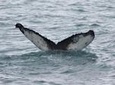 Half-Day Whale Watching and Northern Lights Combo Tour