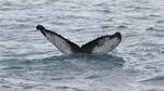 Half-Day Whale Watching and Northern Lights Combo Tour